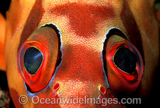 Black-tipped Grouper eye photo Black-tipped Grouper eye photo