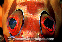 Black-tipped Grouper eye Photo - Gary Bell