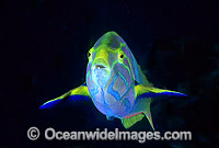 Sunset Wrasse Thalassoma lutescens Photo - Gary Bell