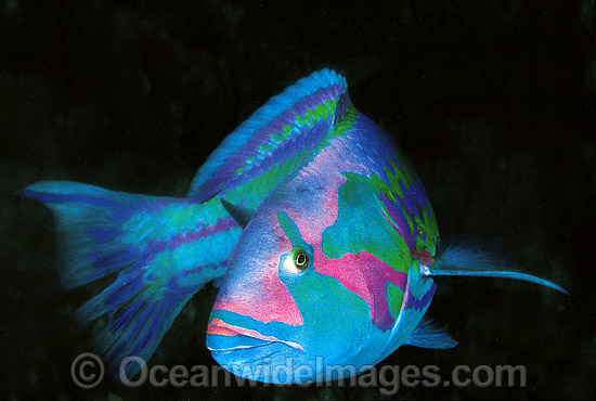Surge Wrasse Thalassoma purpureum photo Surge Wrasse Thalassoma purpureum photo