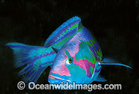 Surge Wrasse Thalassoma purpureum Photo - Gary Bell