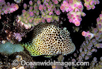 Leopard Blenny Exallias brevis Photo - Gary Bell