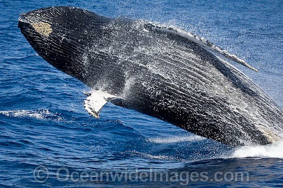 Humpback Whale breaching on surface photo Humpback Whale breaching on surface photo