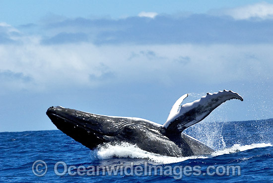 Humpback Whale breaching photo