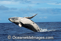 Humpback Whale Megaptera novaeangliae Photo - Gary Bell