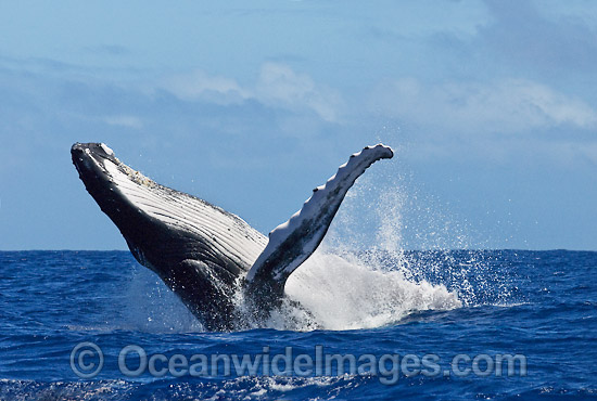 Humpback Whale breaching photo