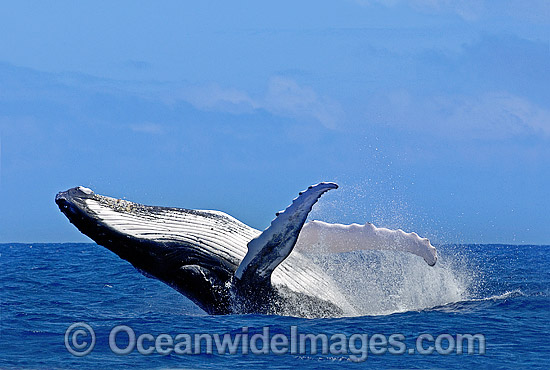 Humpback Whale breaching photo