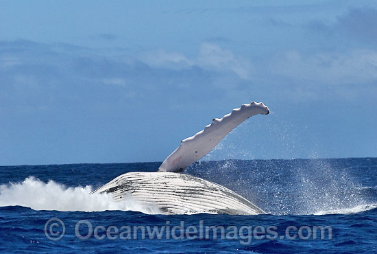 Humpback Whale breaching photo