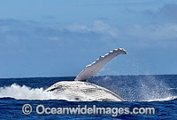Humpback Whale breaching Photo - Gary Bell