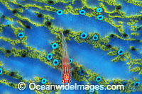 Ghost Goby Pleurosicya micheli on Clam Photo - Gary Bell