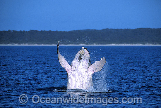Humpback Whale breaching photo Humpback Whale breaching photo
