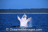 Humpback Whale breaching Photo - Gary Bell