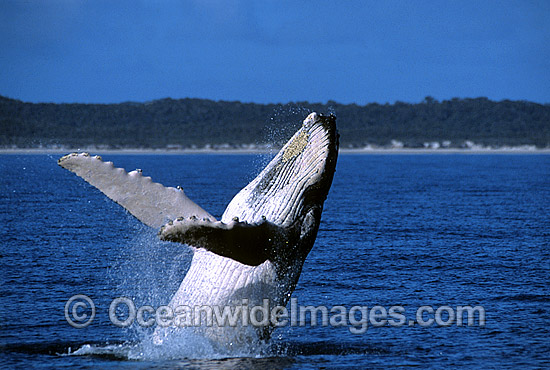 Humpback Whale breaching photo Humpback Whale breaching photo