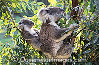 Koala mother with cub Photo - Gary Bell