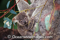 Koala mother with cub Photo - Gary Bell