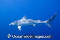 Tiger Shark Photo - Andy Murch