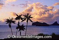 Lord Howe Island Lagoon Kentia Palms Photo - Gary Bell