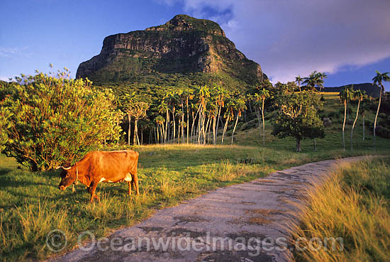 Lord Howe Island photo Lord Howe Island photo