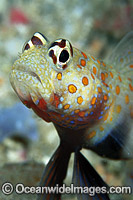 Black-chest Shrimp Goby Photo - Gary Bell