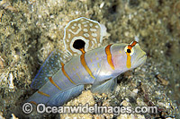 Sail-fin Shrimp Goby Gold-Barred Shrimp Photo - Gary Bell