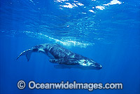 Humpback Whale calf underwater Photo - Gary Bell