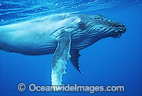 Humpback Whale calf underwater Photo - Gary Bell