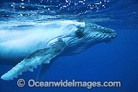 Humpback Whale calf underwater Photo - Gary Bell