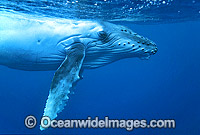 Humpback Whale calf underwater Photo - Gary Bell