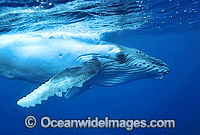 Humpback Whale calf underwater Photo - Gary Bell