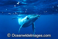 Humpback Whale calf underwater Photo - Gary Bell