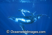 Humpback Whale mother with calf Photo - Gary Bell