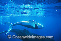 Humpback Whale mother with calf Photo - Gary Bell