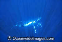 Humpback Whale mother with newborn calf Photo - Gary Bell