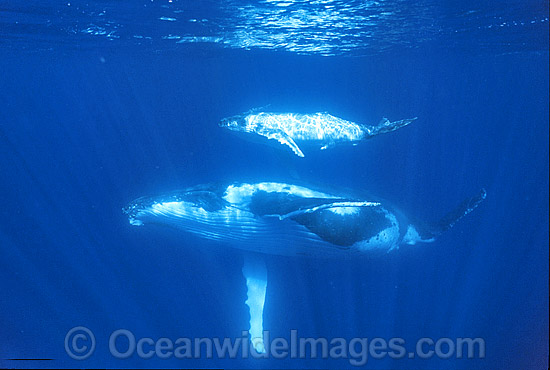 Humpback Whale mother with calf photo Humpback Whale mother with calf photo