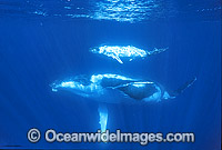 Humpback Whale mother with calf Photo - Gary Bell