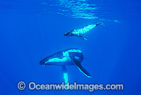 Humpback Whale mother with calf Photo - Gary Bell