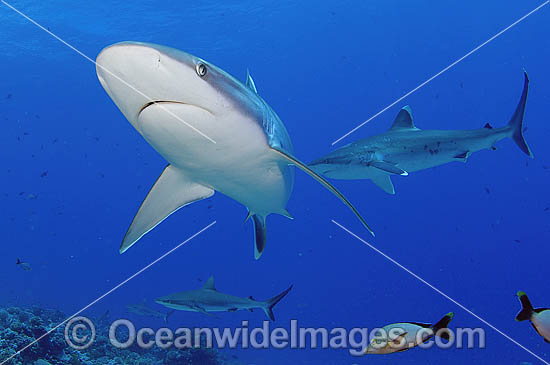 Grey Reef Shark and Silvertip Shark photo Grey Reef Shark and Silvertip Shark photo