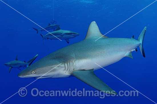 Grey Reef Shark Carcharhinus amblyrhynchos photo Grey Reef Shark Carcharhinus amblyrhynchos photo