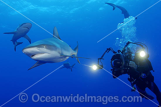 Scuba Diver photographing Grey Reef Shark photo