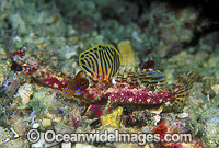 Morrison's Dragonet fins extended Photo - Gary Bell