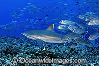 Silvertip Shark with Big-eye Jacks Photo - Michael Patrick O'Neill