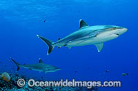 Silvertip Shark Carcharhinus albimarginatus Photo - Michael Patrick O'Neill