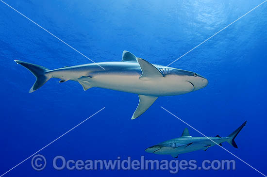 Silvertip Shark with Grey Reef Shark photo Silvertip Shark with Grey Reef Shark photo
