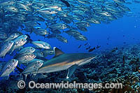 Silvertip Shark with Big-eye Jacks Photo - Michael Patrick O'Neill