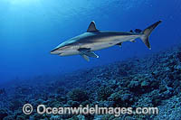 Silvertip Shark Carcharhinus albimarginatus Photo - Michael Patrick O'Neill