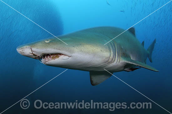 Scuba Diver with Grey Nurse Shark photo Scuba Diver with Grey Nurse Shark photo