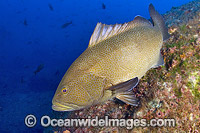 Sailfin Grouper Mycteroperca olfax Photo - Michael Patrick O'Neill