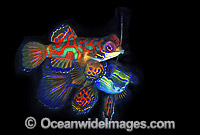 Mandarin-fish courting behaviour Photo - Gary Bell