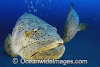 Atlantic Goliath Grouper Epinephelus itajara Photo - Michael Patrick O'Neill