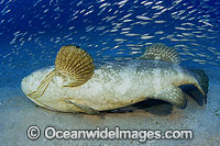 Atlantic Goliath Grouper courtship mating behaviour Photo - Michael Patrick O'Neill